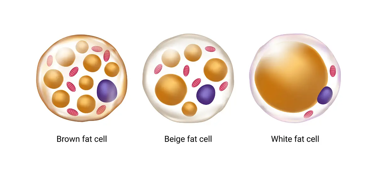 Weiße und braune Fettzellen im Körper